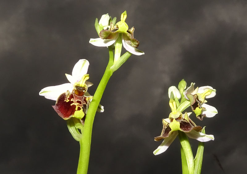 Ophrys holosericea subsp. holosericea